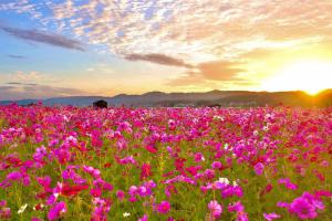 秋空に映える秋桜（コスモス）畑の画像