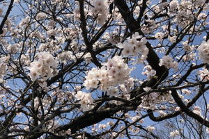 千谷工業団地の桜の画像