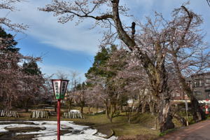 船岡公園の桜の画像