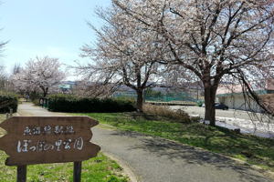 ぽっぽの里の桜の画像