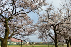 西高のグラウンド脇の桜の画像