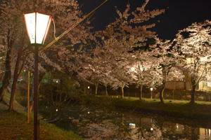 ライトアップされた船岡公園の画像