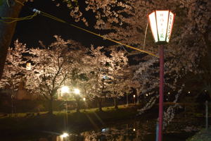 ライトアップされた船岡公園の画像