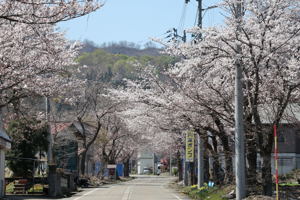 時水の桜の画像