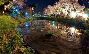 船岡公園　夜桜