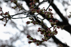 桜のつぼみの画像