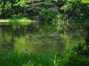 郡殿の池の画像