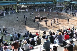 闘牛場全景の画像