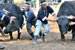 興奮する牛を引き離す勢子の画像