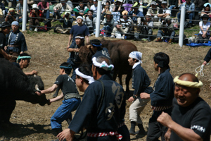 試合後牛を押さえる勢子の画像