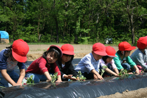 園児が苗を植える画像