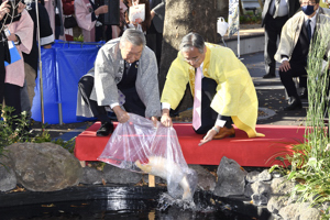 鑑賞池に鯉を放流している画像