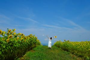 thousands of sunflowers color the slopes of yamamotoyama highland