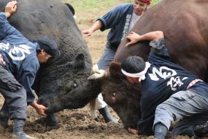 bull sumo wrestling