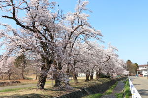 片貝小学校付近の桜並木の画像