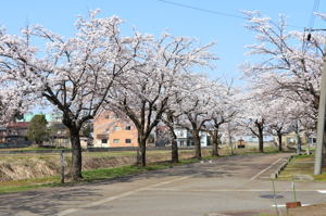 土川地区の桜の画像