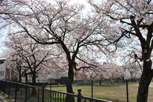 小千谷西高校の桜の画像