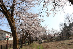 船岡公園の桜の画像