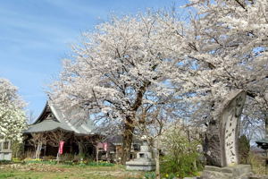 真福寺の桜の画像