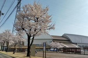 小千谷市総合体育館の近くの桜の画像