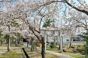 伊米神社の桜の画像