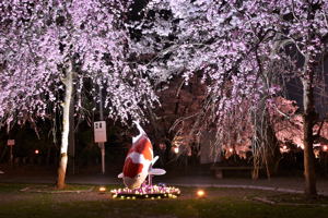 船岡公園の桜とライトアップされた錦鯉の置物の画像