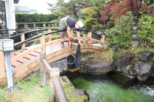 庭園の池に鯉を放流する画像