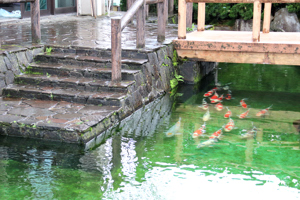 庭園の池で優雅に泳ぐ錦鯉の画像