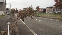 傾いた街路樹の写真