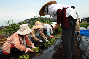 指導をうけながら苗を植える参加者の画像