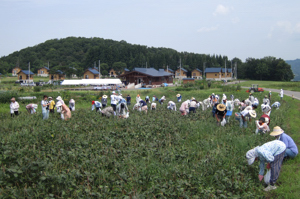 ささげ豆を収穫する参加者の画像