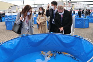 品評会を見学する外交団のみなさんの画像