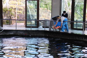 館内の水槽に錦鯉を放している画像