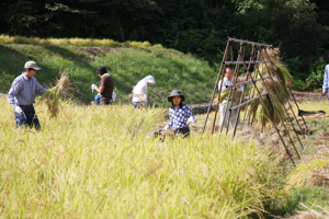 稲刈り、はさがけの画像