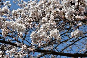 伊米神社の桜をアップで撮影した画像