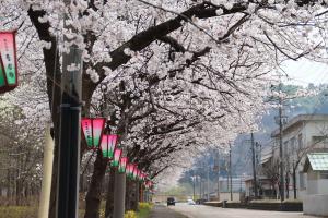 千谷の桜並木とぼんぼりの画像