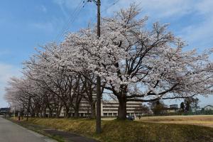 千谷の桜並木の画像