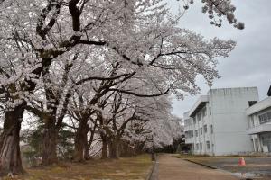 片貝中学校の桜並木の画像