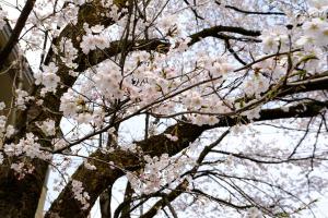 茶郷川沿いの桜をアップで撮影した画像