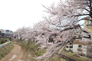 茶郷川沿いの桜の画像