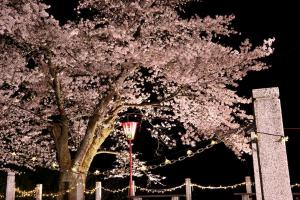 船岡公園のライトアップされた桜の画像