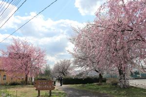 ぽっぽの里公園の桜の画像