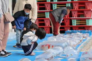 販売用の錦鯉を眺める子どもたちの画像