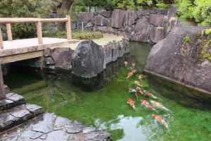 庭園の池で優雅に泳ぐ錦鯉の画像