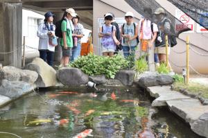 市役所の錦鯉鑑賞池で錦鯉を鑑賞する参加者の画像