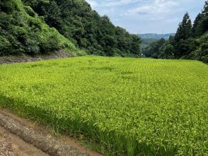 イノシシによる稲の倒伏