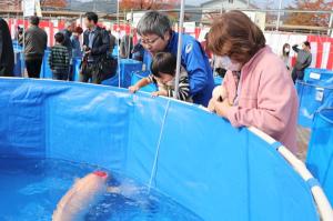 子どもが大人に抱きかかえられて丹頂の錦鯉を見ている画像