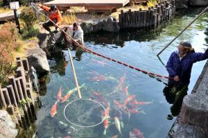 池に入り網で囲って錦鯉を集める管理人の画像