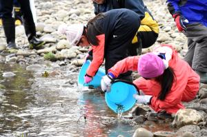 信濃川にサケの稚魚を放流する児童の画像