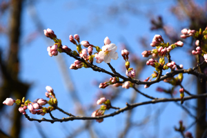 桜の画像